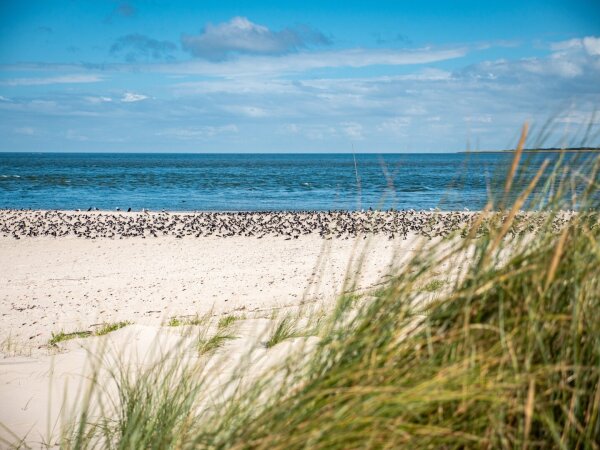 Behind some grass the beach right next to the sea is full of birds, with the white beach in the foreground and the blue sea in the background