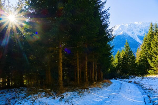 forest way with a sunstar in the top left corner and a fragment of the snowy schneeberg mountain in the top right corner, lower austria