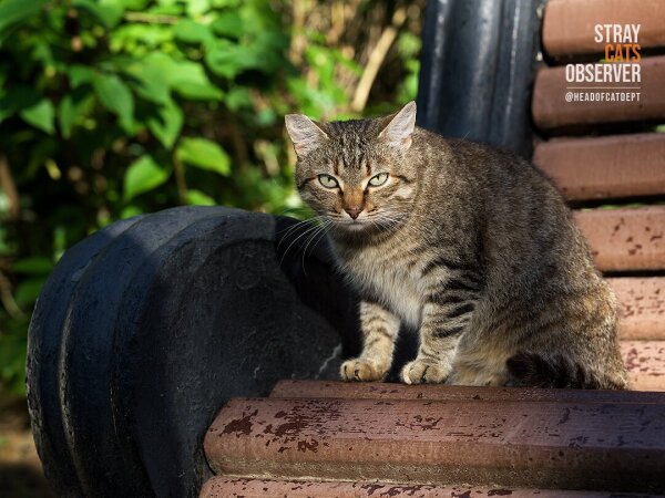 Tabby cat sits on a bench with a menacing look