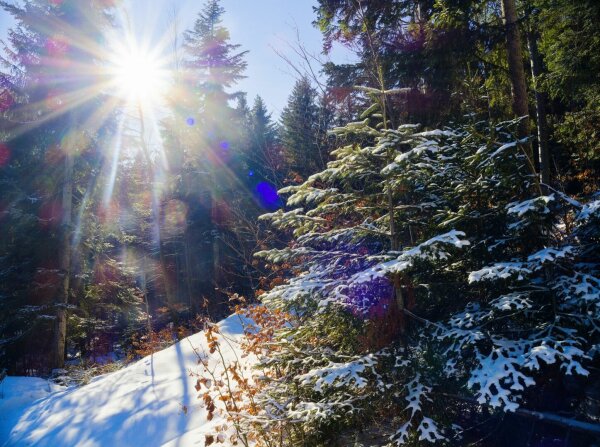 Snowy tree and sunstar