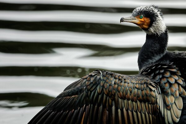 Kormoran im Prachtkleid

cormorant in nuptial plumage