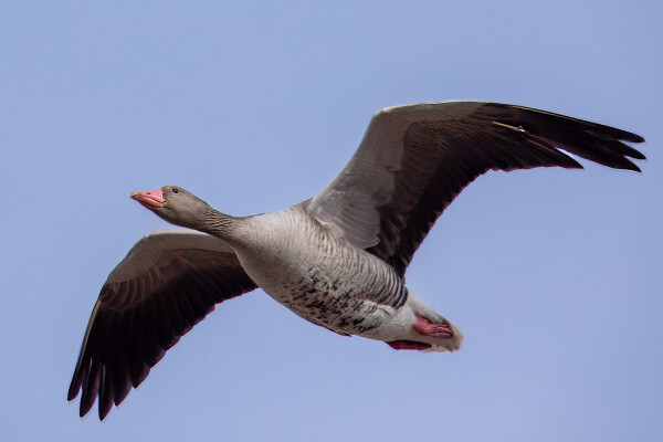 Eine einzelnel Graugans im Flug. Formatfüllend vor Himmel. 