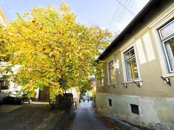 narrow street with big yellow tree in the ancient austrian village spitz an der donau