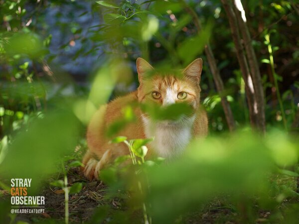 Orange cat hiding in the bushes