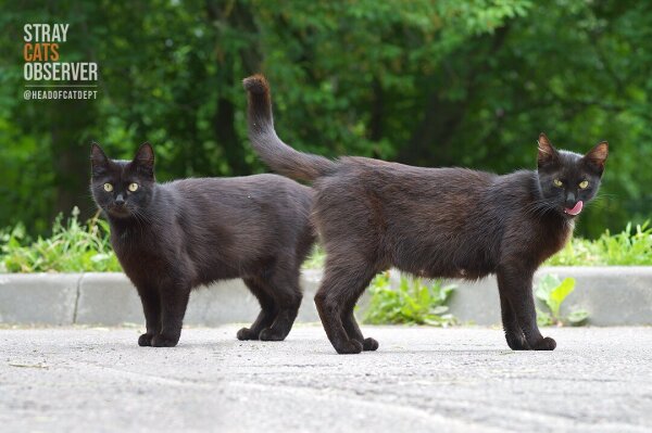 Two black cats stand with their backs to each other