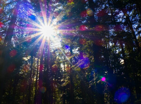 Sun shinig through trees producing a sunstar an colorful lens flare