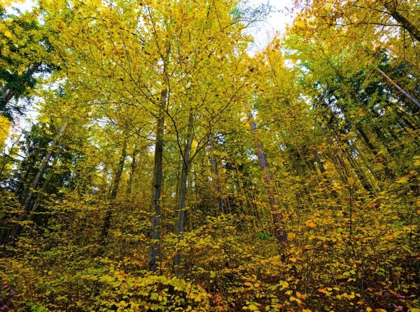 Autumnal forest, yellow leavs, ultrawide effect