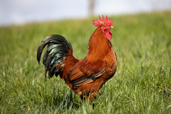 Brauner Hahn von der Seite. Der Schwanz ist schwarz und schillert grün in der Sonne.