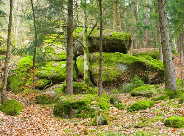 Mossy rocks in the Naturpark mühlviertel, upper austria