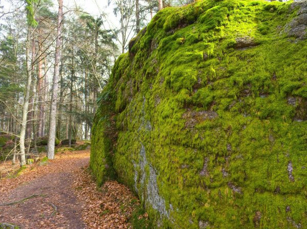 fragment of a huge mossy rock at the naturpark mühlviertel near rechberg, upper austria