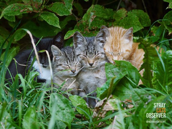 Four kittens dozed off in the grass, huddled together