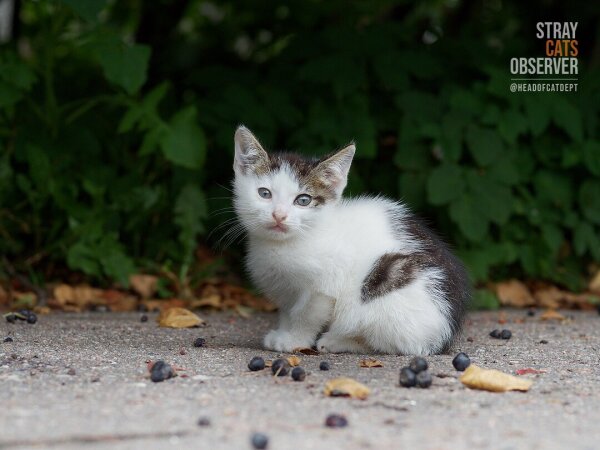 Little tabby and white kitten sits on the asphalt near the bushes