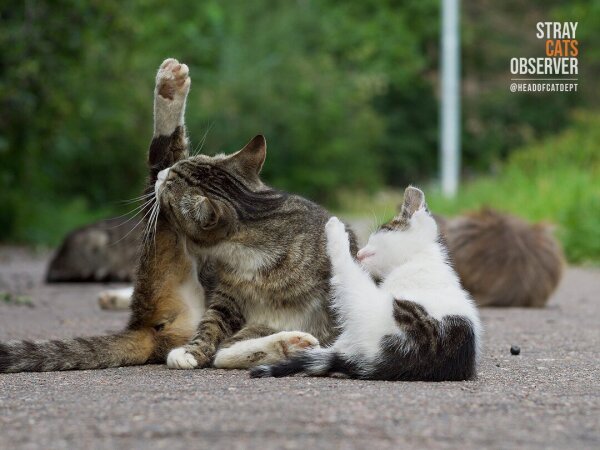 Tabby kitten washes himself sitting next to his mother