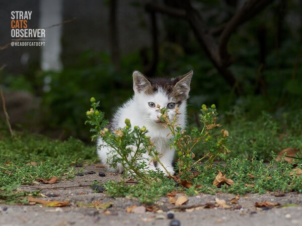 Tabby and white kitten sits behind a small bush