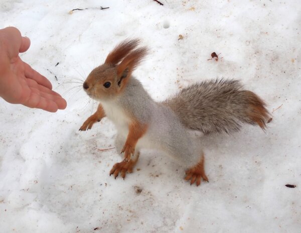 A squirrel standing on a snow ground, in gray winter fur, with some red fur on its paws and ears, is expecting something to eat from a human hand on the left.