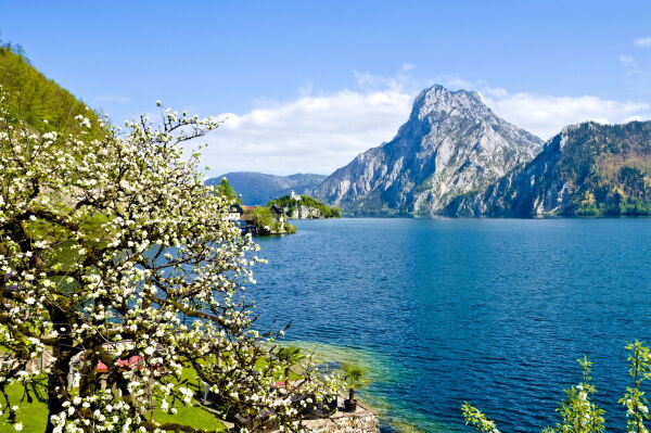 View of lake traunser, traunkirchen and the traunstein with a booming tree in the foreground, upper austria