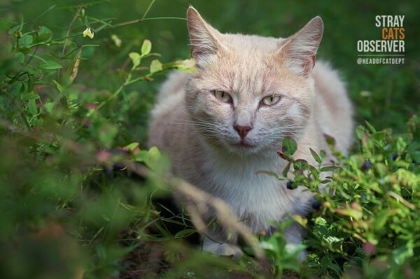 Ginger cat sits in the sun in the blueberry thickets