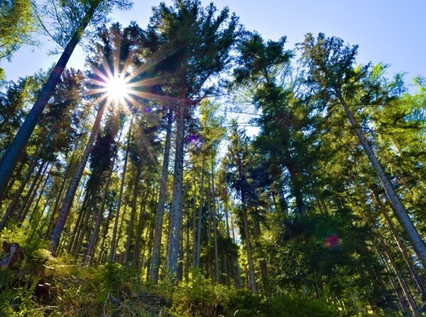 Alpine pine forest near puchberg am schneeberg, lower austria