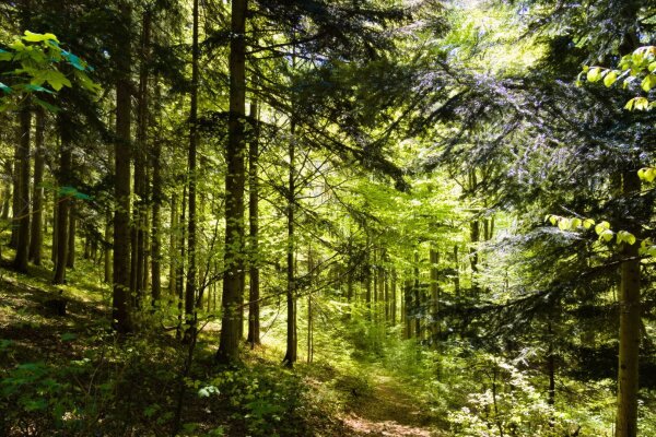 Forest near puchberg am schneeberg, lower austria