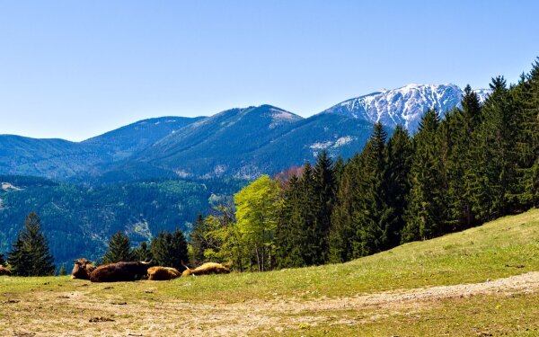 Alpine spring landscape with cows