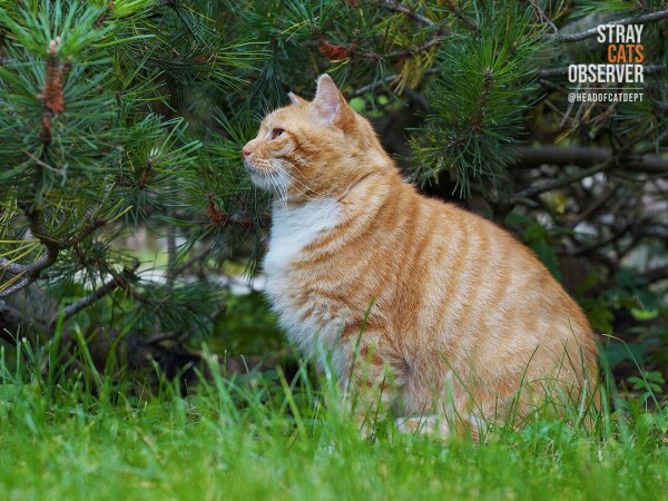 Red tabby cat sits near a bush