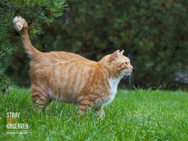 Red tabby cat stands sideways to us