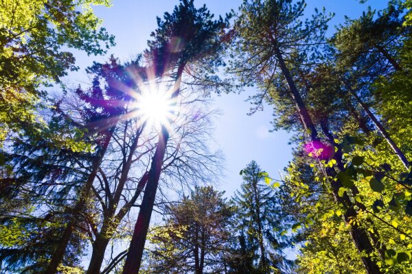 Sunstar between trees in an alpine forest near puchberg am schneeberg, lower austria