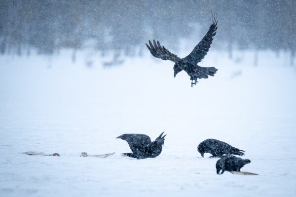 4 ravens in the snow