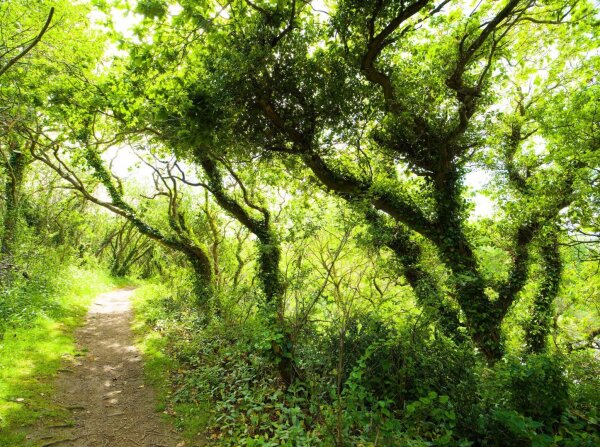 Forest trail along the sentier des douaniers, bretagne