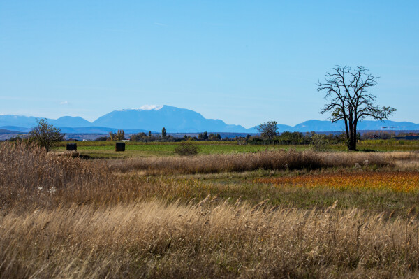 Der Schneeberg am Horizont vom Seewinkel aus gesehen.
Im Vordergrund die Flache Landschaft des Seeewinkels. Rechts ein kahler Baum. 