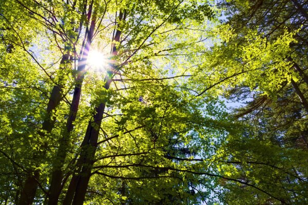 Sunstar between trees in a spring forest