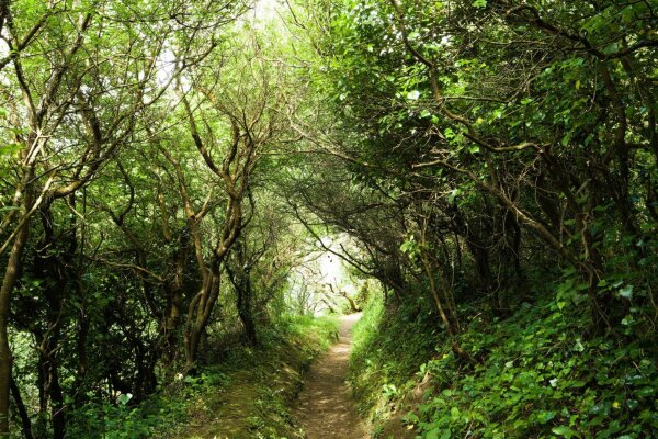 Forest trail, sentier des douaniers, bretagne