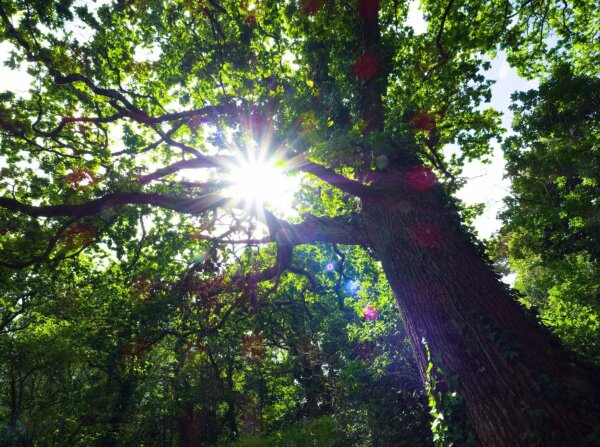 Sunstar and tree in the forest along the sentier des douaniers, bretagne