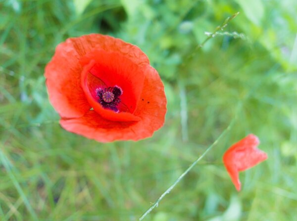 Red poppy flower from above with green bokeh