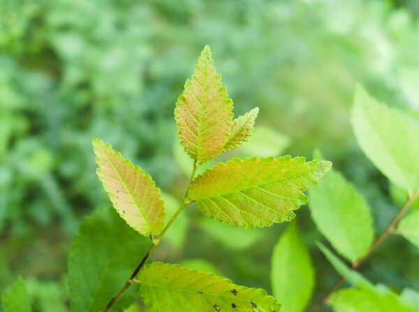 Leafs in front of green bokeh