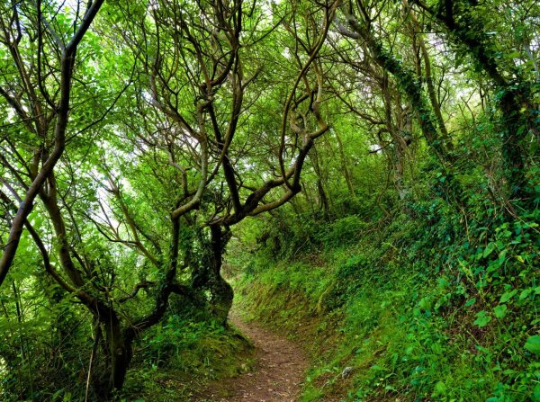 Forest trail along the sentier des douaniers, presqu'ile de kercoz, bretagne