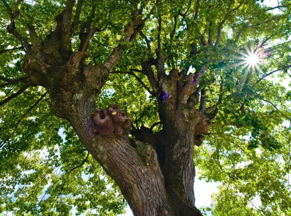 knotty tree in the wienerwald and sunstar