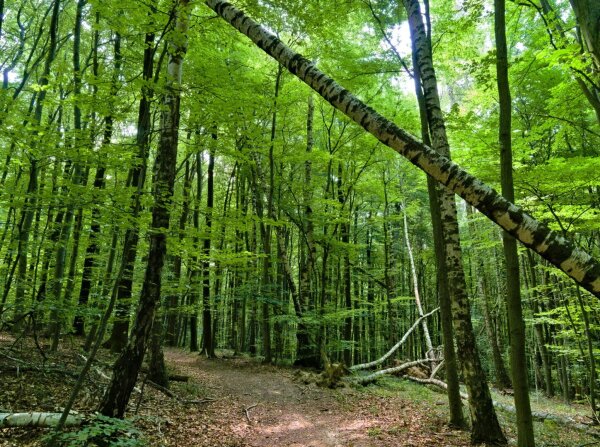 Summer forest in the wienerwald