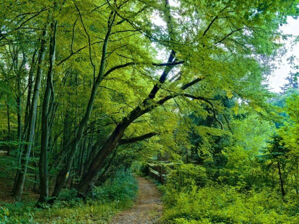 Forest trail in the wienerwald