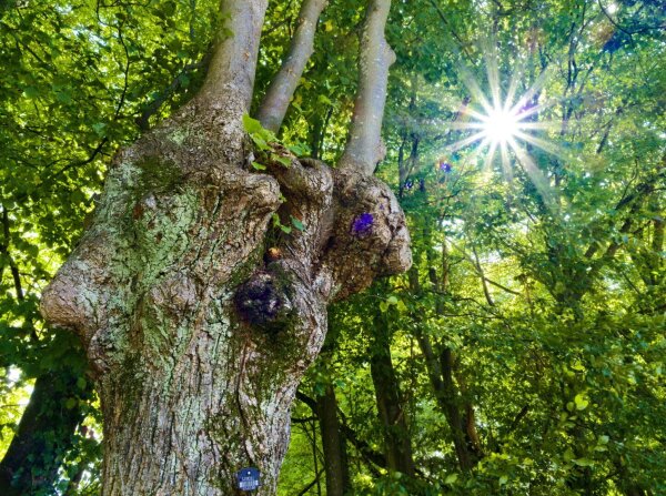 Nodded tree and sunstar in the wienerwald