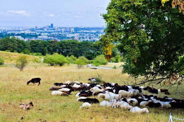 Sheep herd with vienna skyline in the background