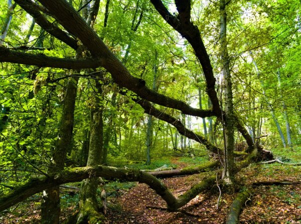 Fallen tree trunk in the wienerwald