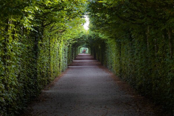 a couple is holding hands in the distance, at the end of a walkway covered by trees