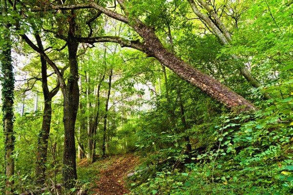 Forest scene in the wienerwald near Perchtoldsdorf