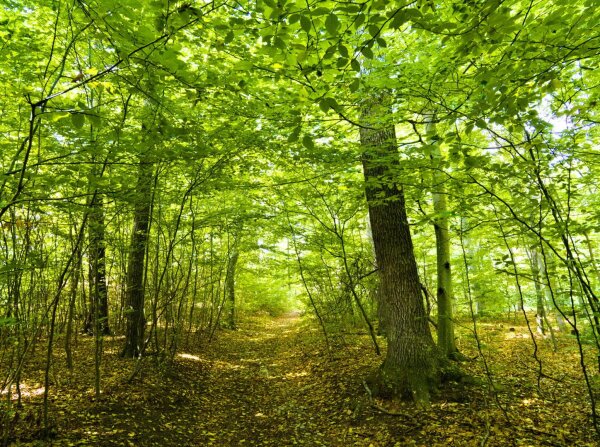 Forest scene in the wienerwald