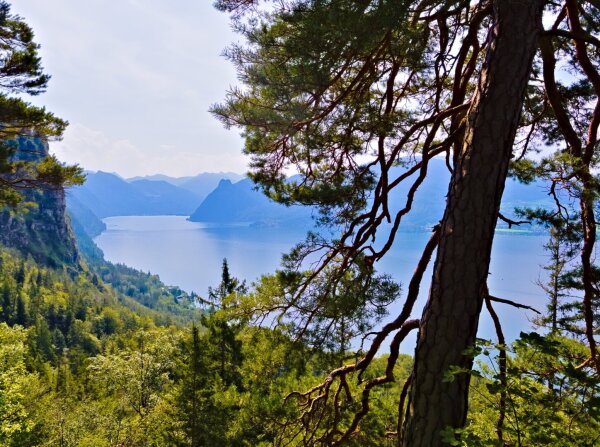 View of the traunsee from the highest point of the kaltenbachwildnis