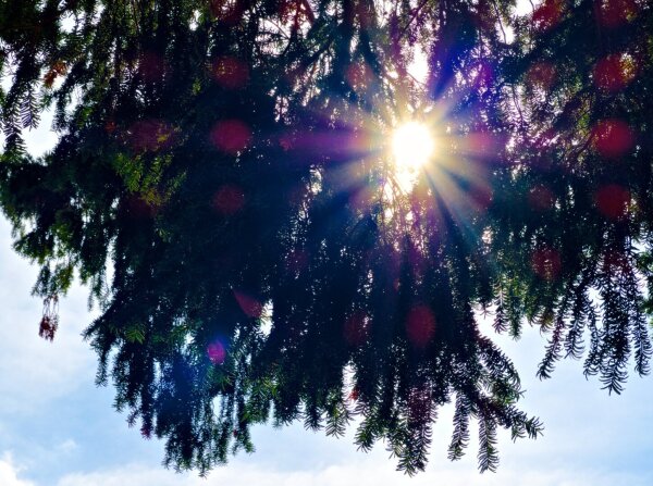 Sunstar between branches