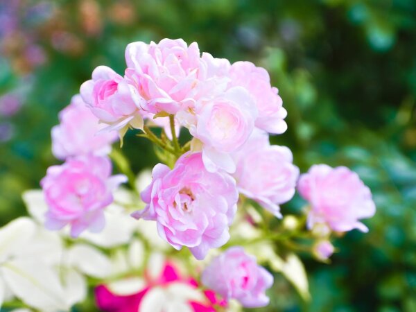 Roses in a garden at the traunsee near gmunden