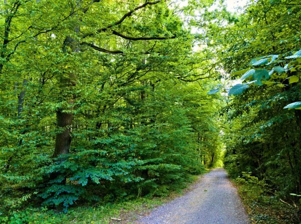 Forest way in the wienerwald