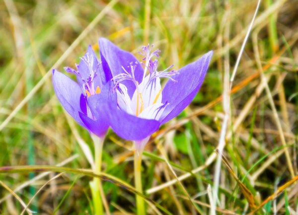 Two crocuses